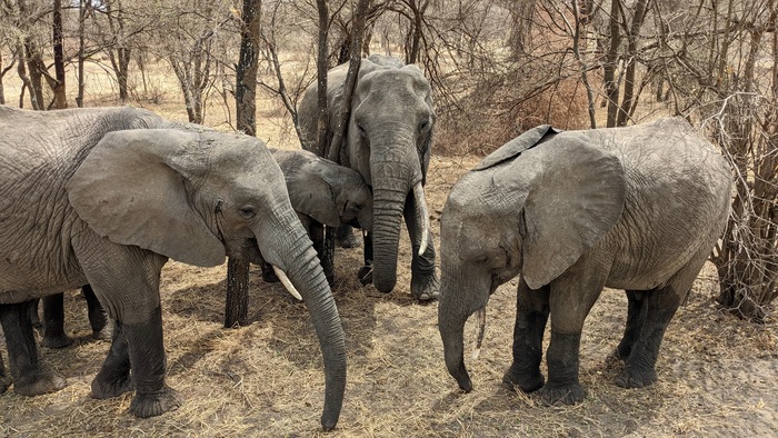Слоны Тарангире Слоны, Африка, Танзания, Заповедники и заказники, Национальный парк, Видео