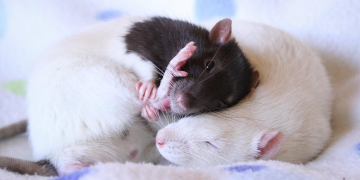 Почему крысы спят. Крысы обнимаются. Крыски обнимаются. Крысики обнимаются. Мыши в обнимку.