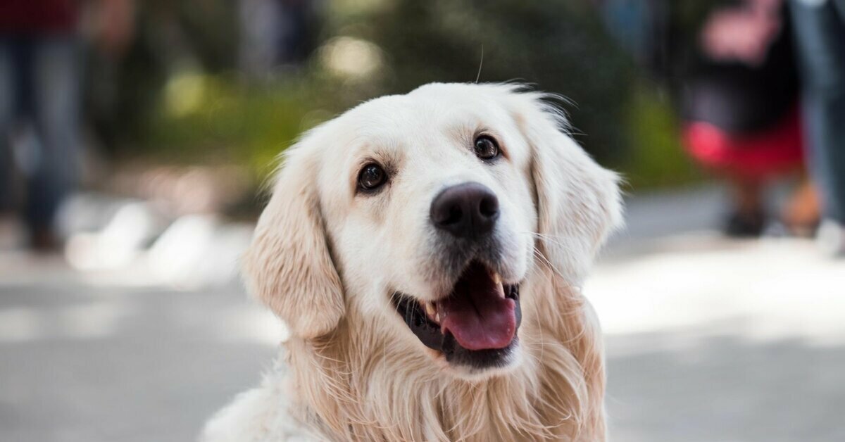 Собака поет. The dog are nice. Популярные породы собак 2022. Nice dog. Шапка 'собака'.