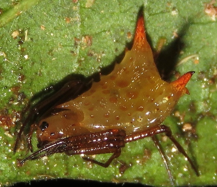 Micrathena exlinae (Перу)