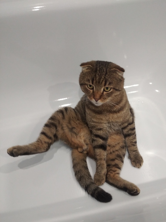 То, что мешает плохому танцору, позволяет Киселю красиво сидеть