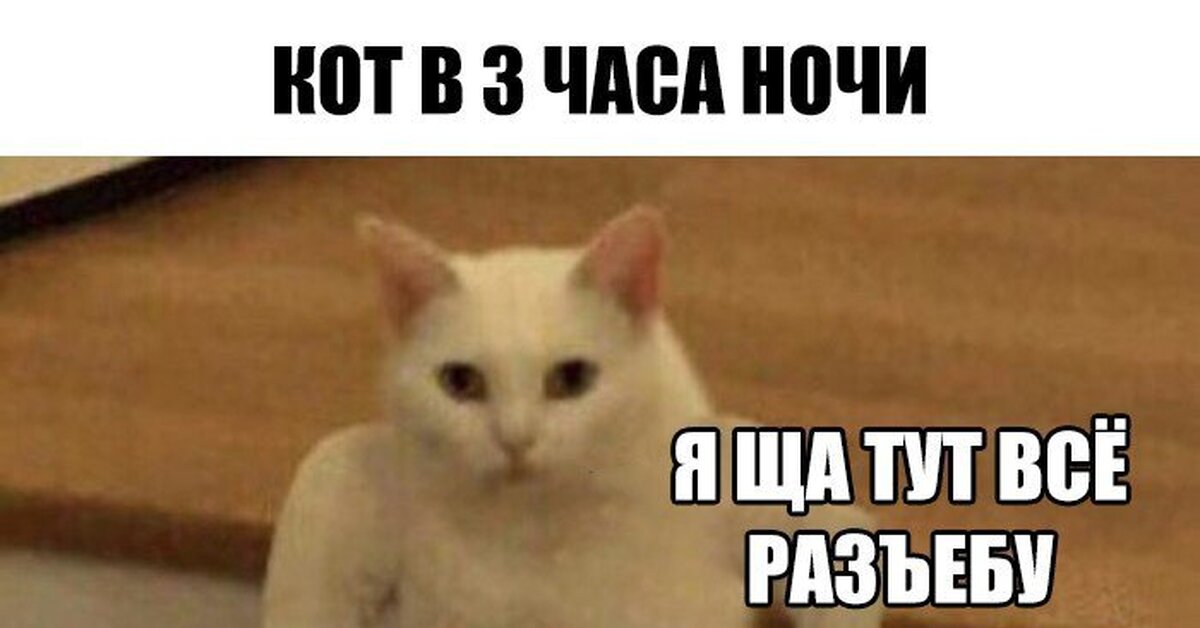 Сюда бля. Я щас тут все разнесу кот. Укороченный кот Мем. Кот с руками Мем. Я тут Мем с котом.