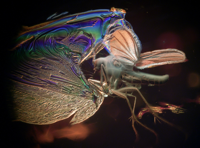 Розовые крылья древнего комара