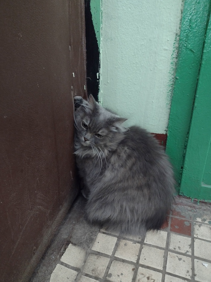 ��� ������� ���� ��� �����? (�������, ������)