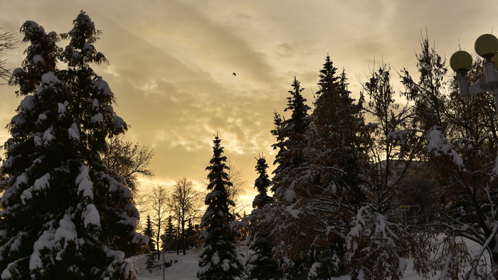 ������ ����