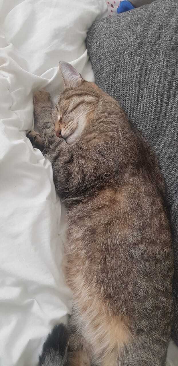 Сладко спит. Шерстяной демон!