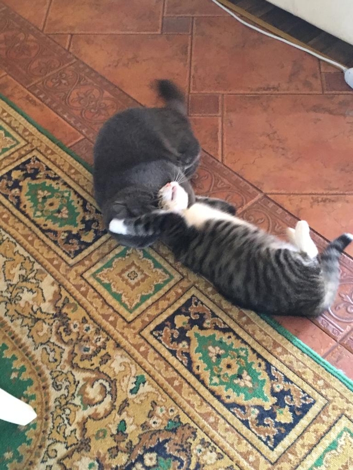 Ответ на пост «И кто тут главный ?»