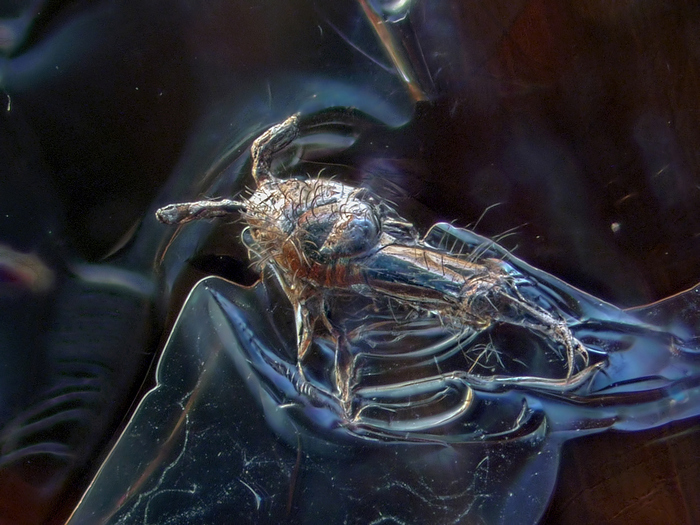 Микро зверь из прошлого