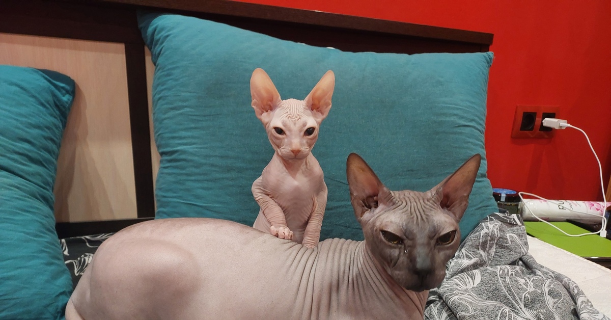 Беременный сфинкс кошка