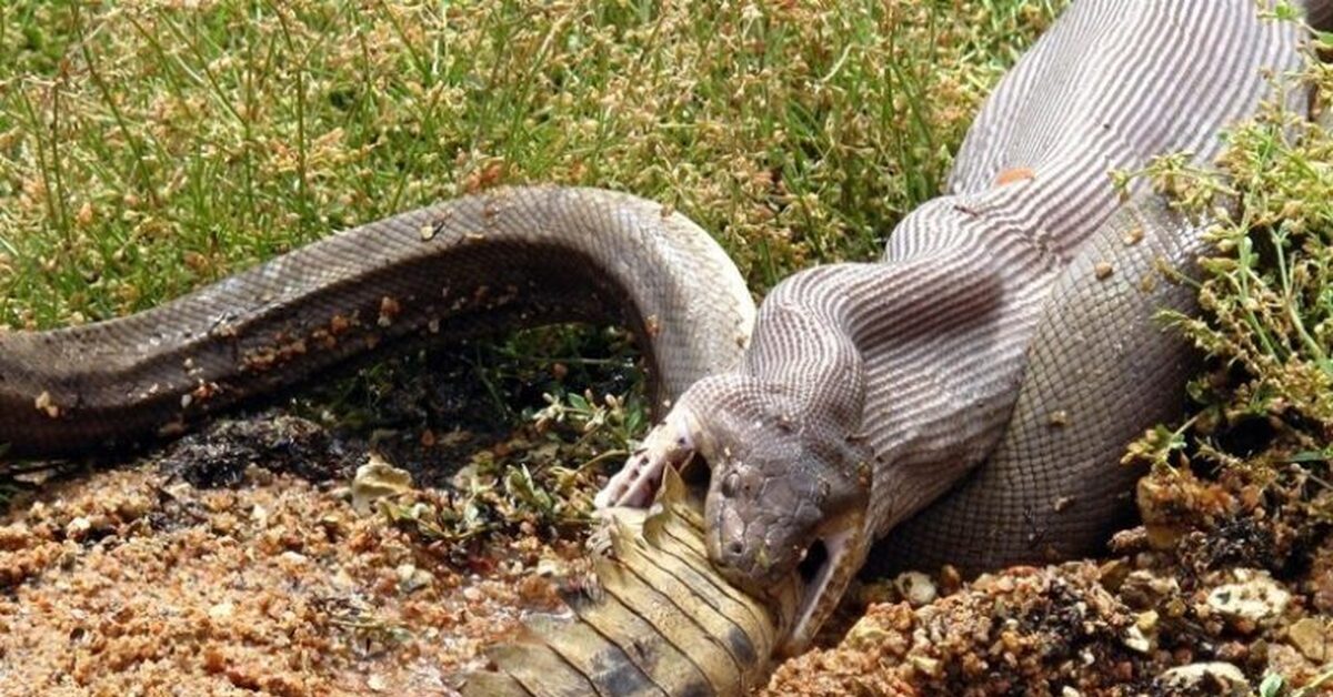 Скорость движения змеи. Питон проглотил крокодила. Гигантский питон ест крокодила. Питон Анаконда змея ест.