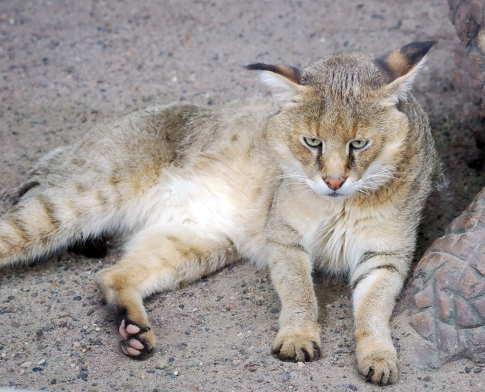Понедельник однако