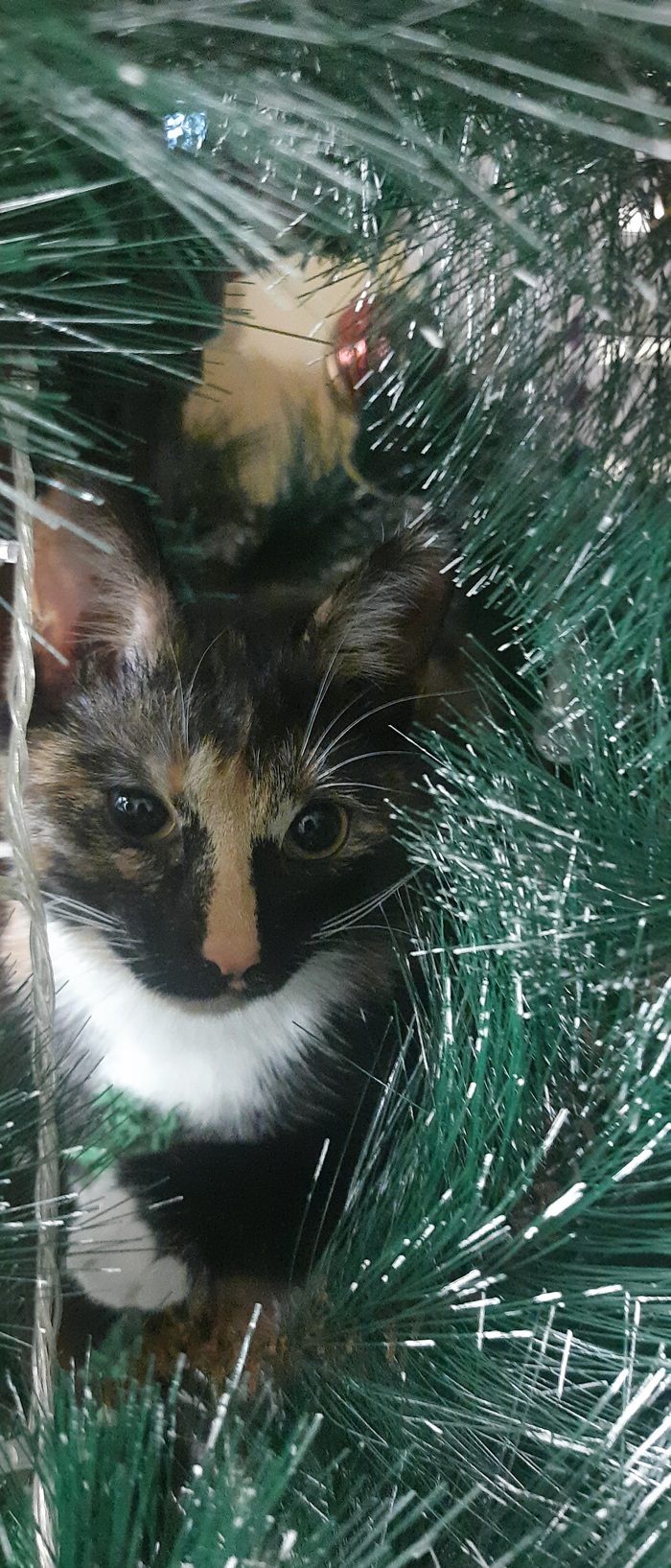 Маня Брабузяковна