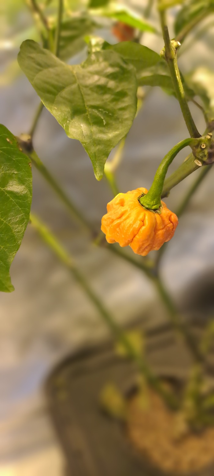 Помогите определить сорт