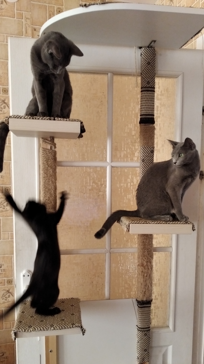 Шлёпа, Джо и Котя