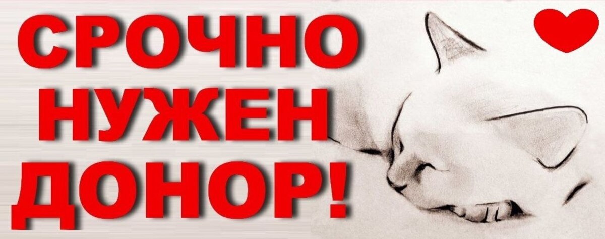 Тосно. Срочно нужен донор котенку. Сейчас в клинике, клиника до 19.00 ...