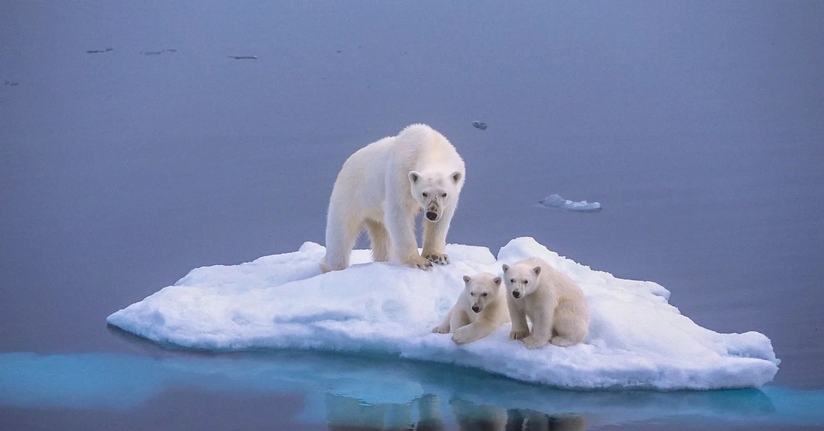 Арктика жизнь белого медведя. Белые медведи в Арктике. Полар Полярная. Ледовитый океан с медведем. Белый медведь на льдине.