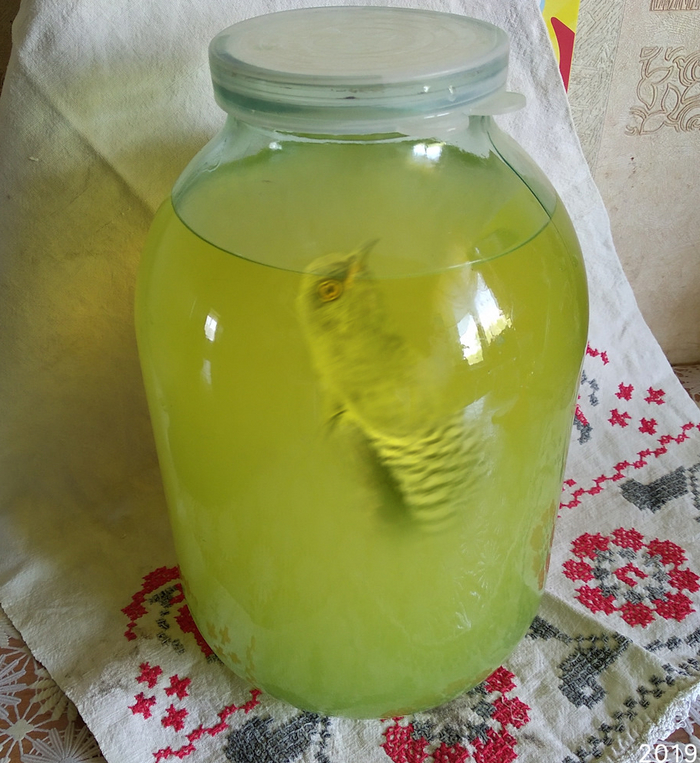 Ответ на пост «Встречайте!»