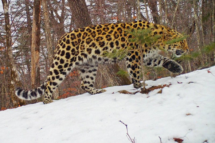 Мы с тобою, ёлочка, встретим Новый год