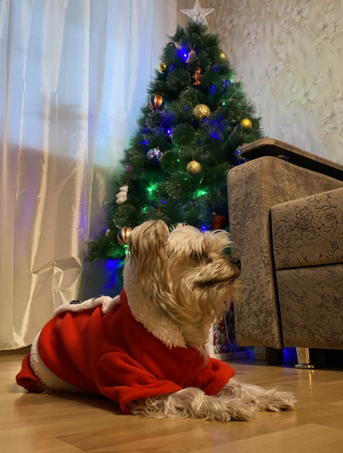 К новому году готовы