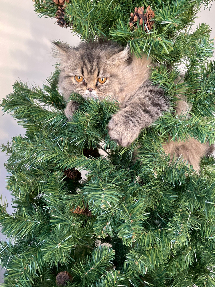 С новогодним настроением епт!