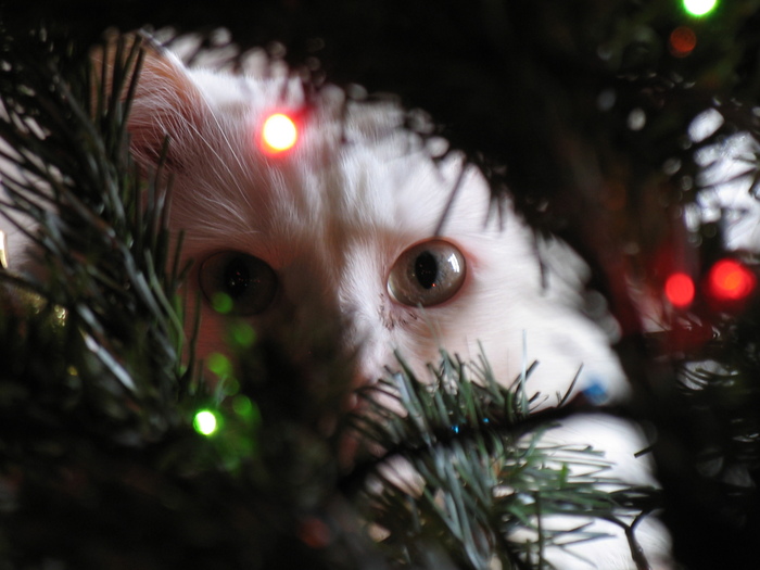 ���������� ���