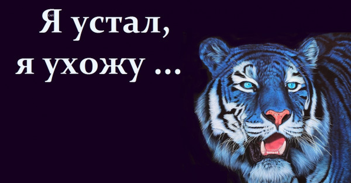 Тигр в засаде мем