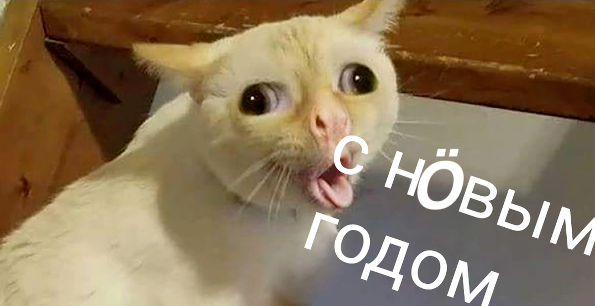 Кот С Одуванчиком Во Рту Мем