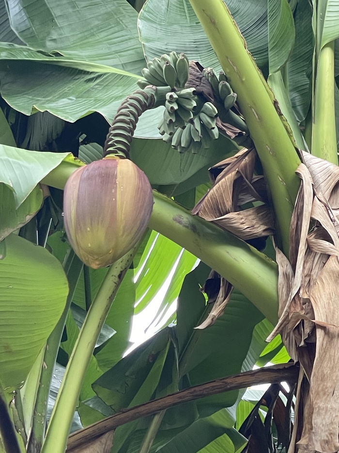 Сегодня в Северном Причерноморье ... Зацвела мимоза