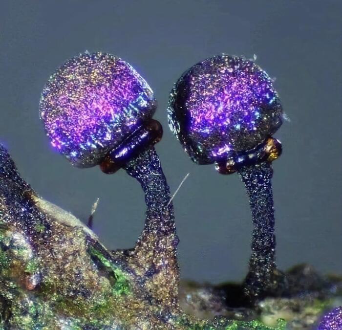 Аметистовые грибы Elaeomyxa Cerifera