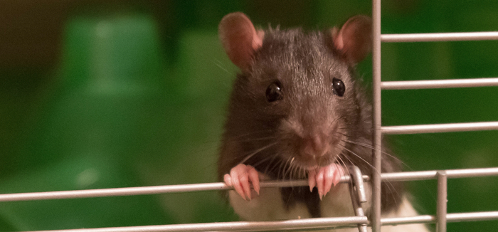 О "Крысиных Хрониках"