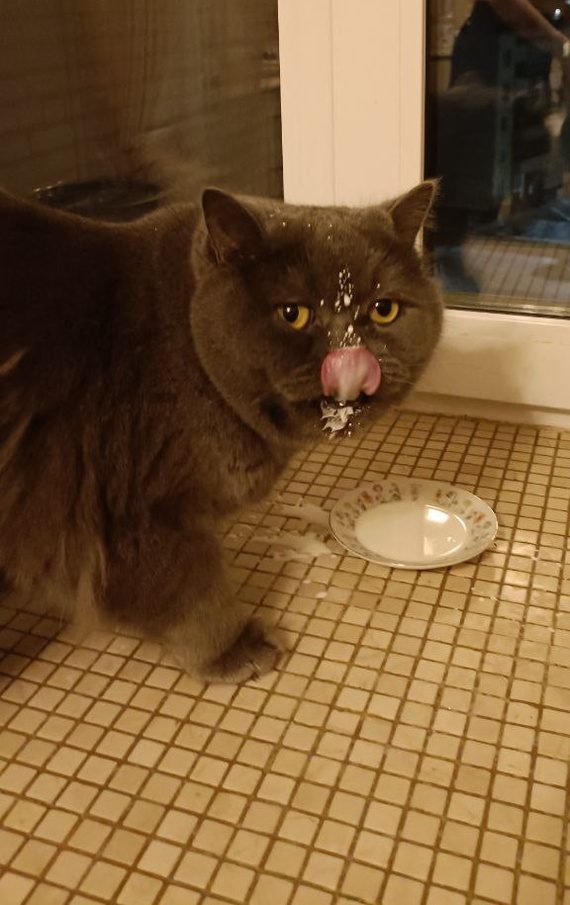 Мой кот так и не научился нормально пить