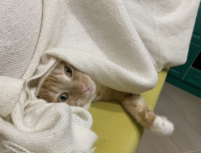 ��������� IV ������������ ����� ���������