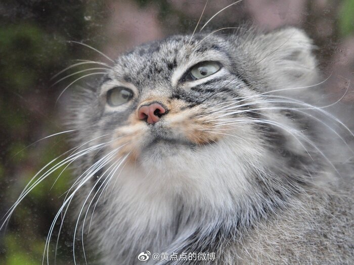 Sun Xiaomei:     - , 