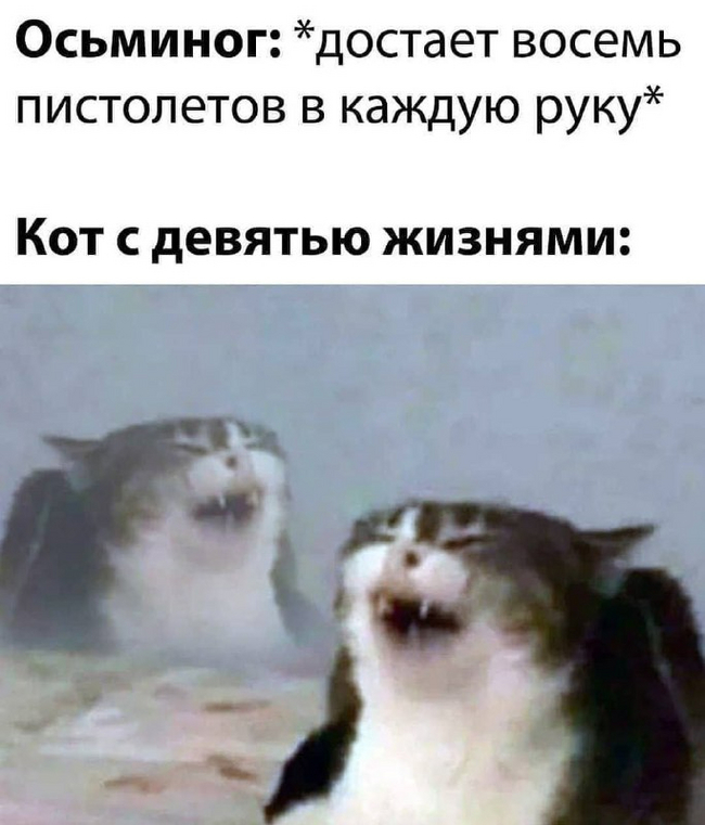 Осьминог vs кот | Пикабу
