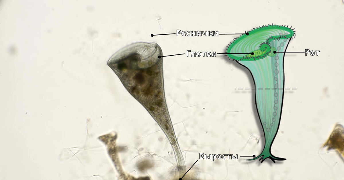 Инфузория трубач рисунок