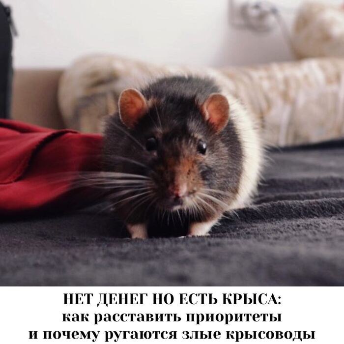 Содержание крыс