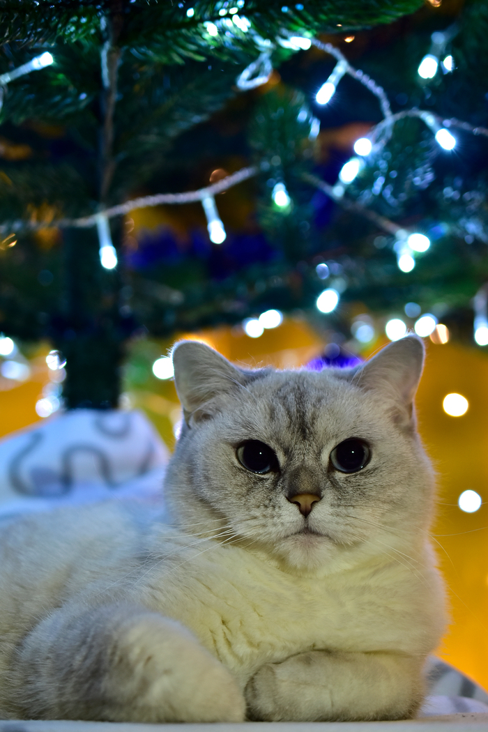 Новогодняя котя 2023 Новый Год, Кот, Британская короткошерстная, Фотография