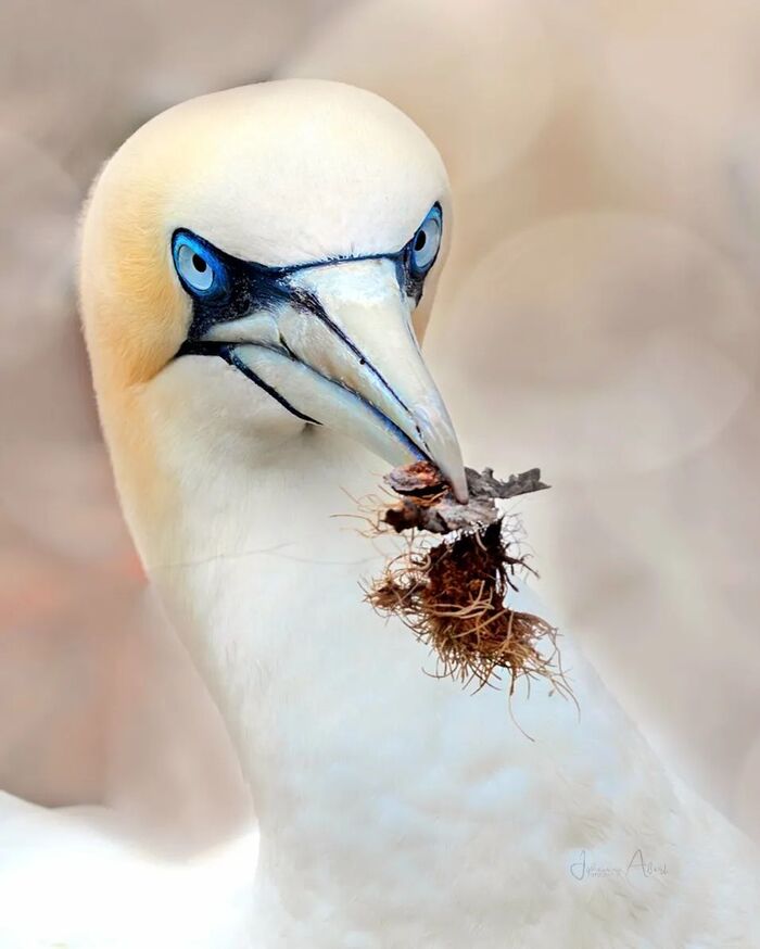 Северная олуша