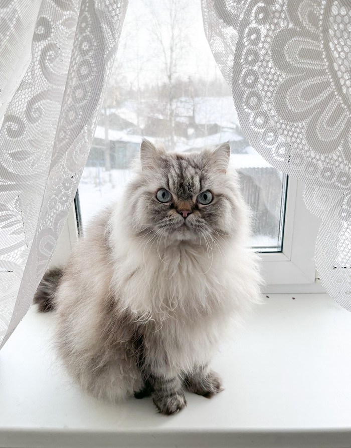 Злая моська
