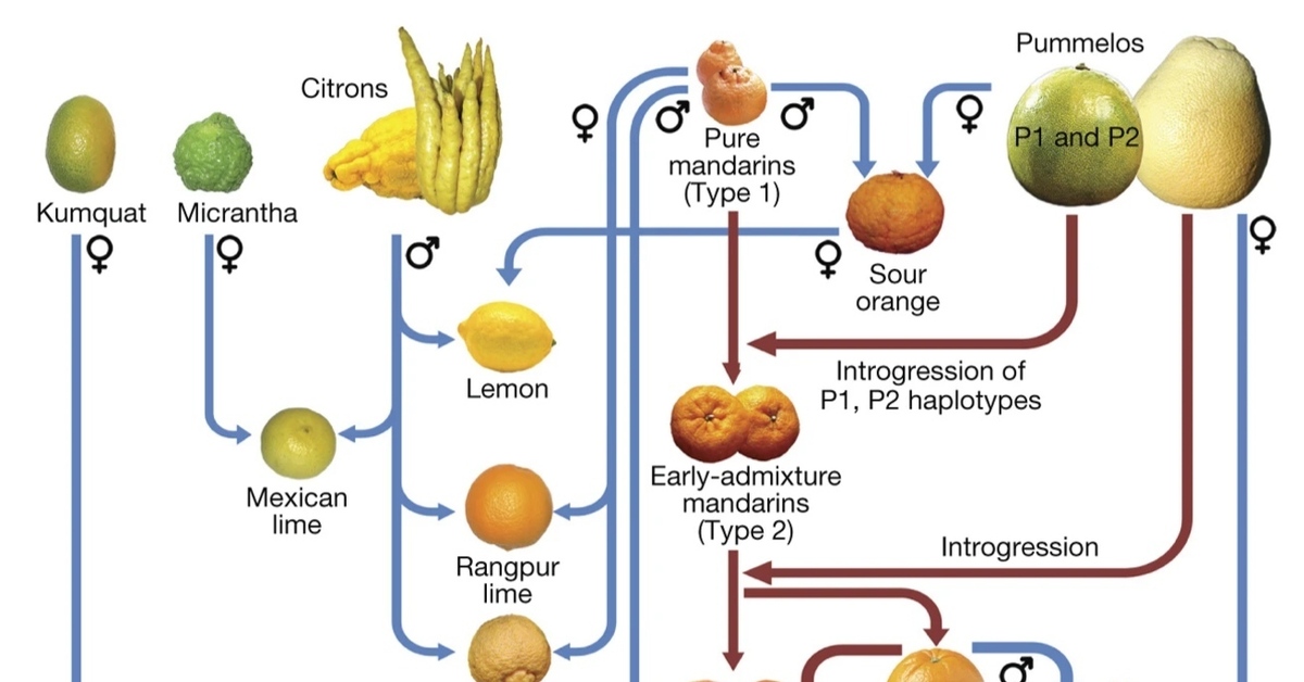 Все гибриды цитрусовых схема