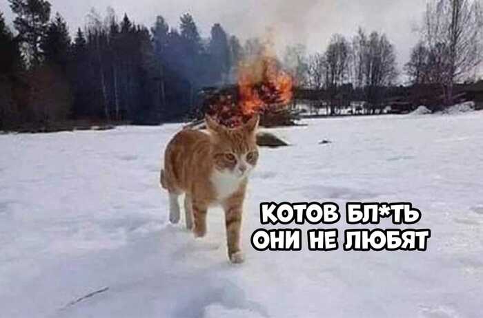 Не обижайте котиков