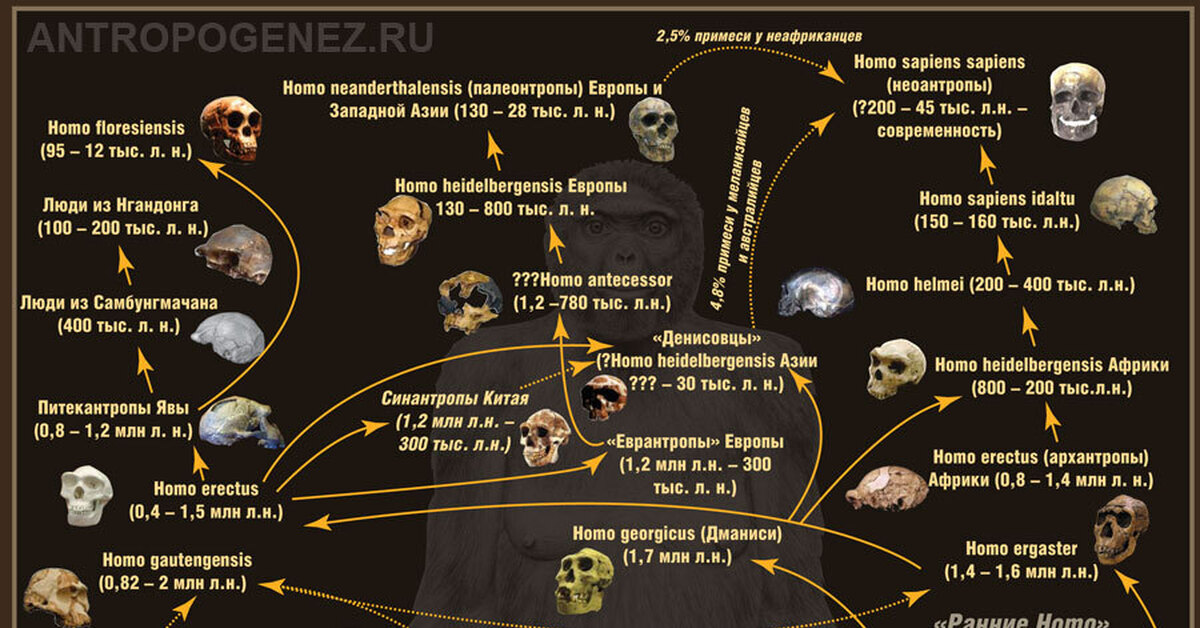 Развитие homo. Антропогенез схема эволюции человека. Эволюционное Древо человека Антропогенез ру. Родословное Древо человека Антропогенез. Антропогенез эволюционное Древо человека.