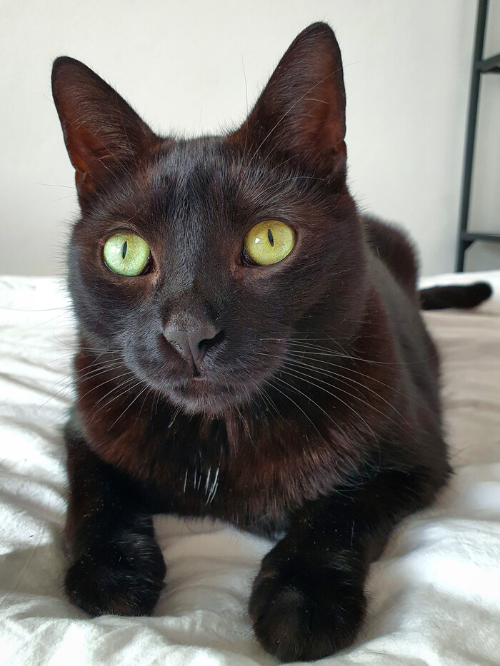 ������ ������������