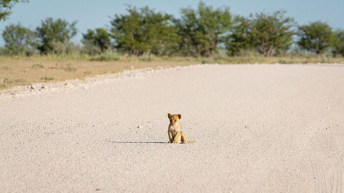 Львёнок ждёт возвращения матери