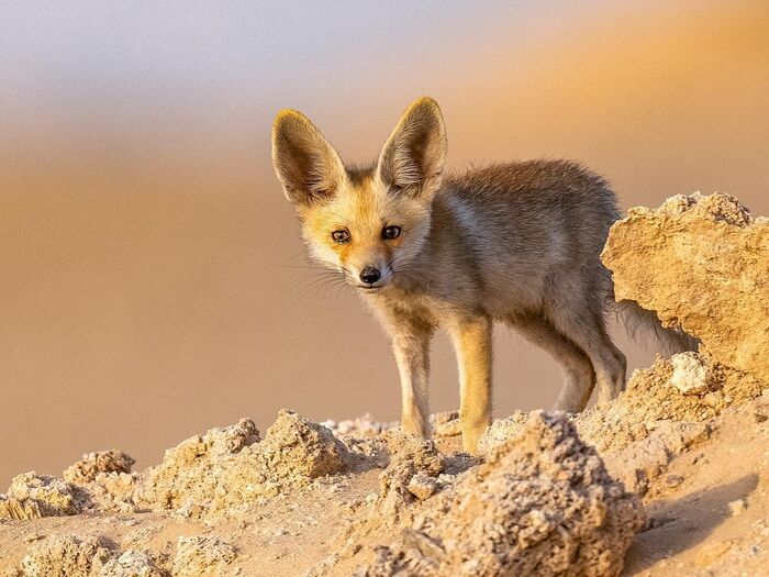 Лис пустыни