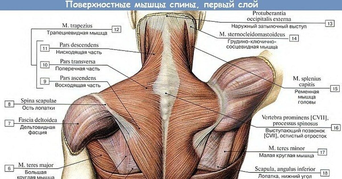 Мышца напрягающая барабанную. Трапециевидная мышца спины упражнения. Фасции трапециевидной мышцы. Нижняя часть трапециевидной мышцы. Упражнения на верхнюю часть трапециевидной мышцы.