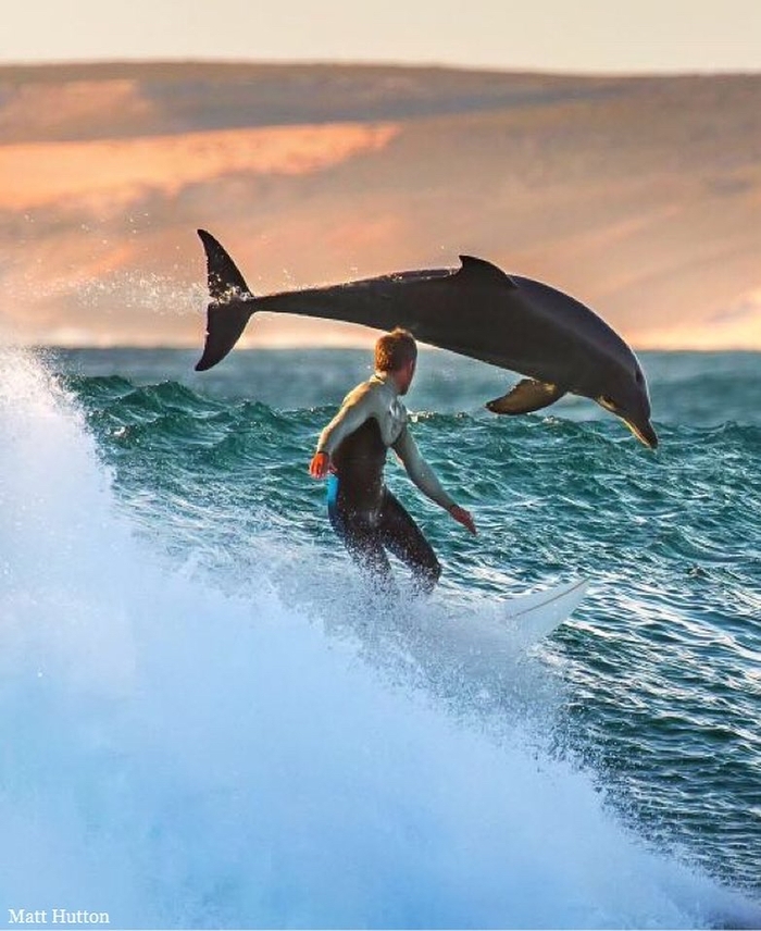 Сёрфинг с дельфинами Серфинг, Дельфин, Необычное, Видео, Вертикальное видео, Длиннопост