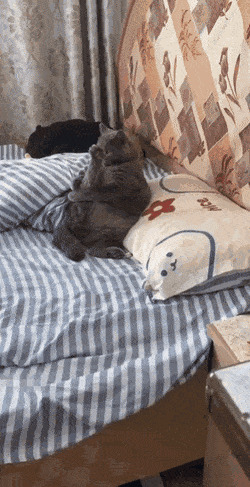 Кошачьи гифки Гифка, Ассорти, Кот, Длиннопост