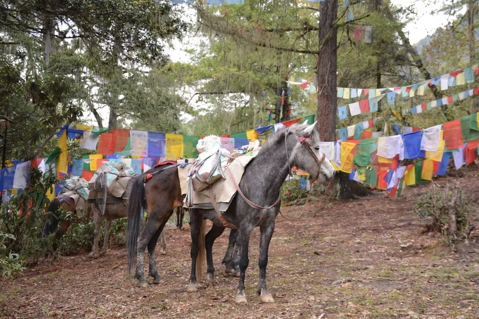 Бутан, который страна Путешествия, Бутан, Королевство Бутан, Эверест, Азия, Стрельба из лука, Длиннопост, Фотография