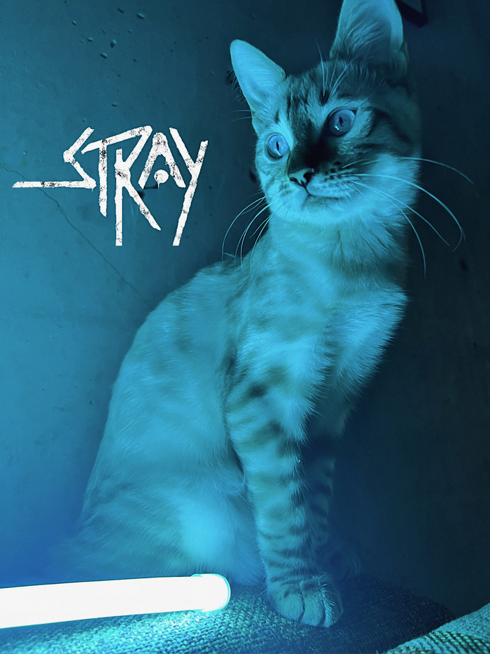 ����� ���� ������ ��� Stray